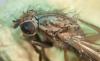 Pherbellia cinerella